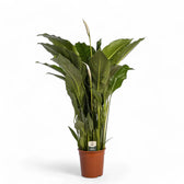 Spathiphyllum 'Sweet Sebastiano' potted houseplant in nursery pot on white background, product photo 4.