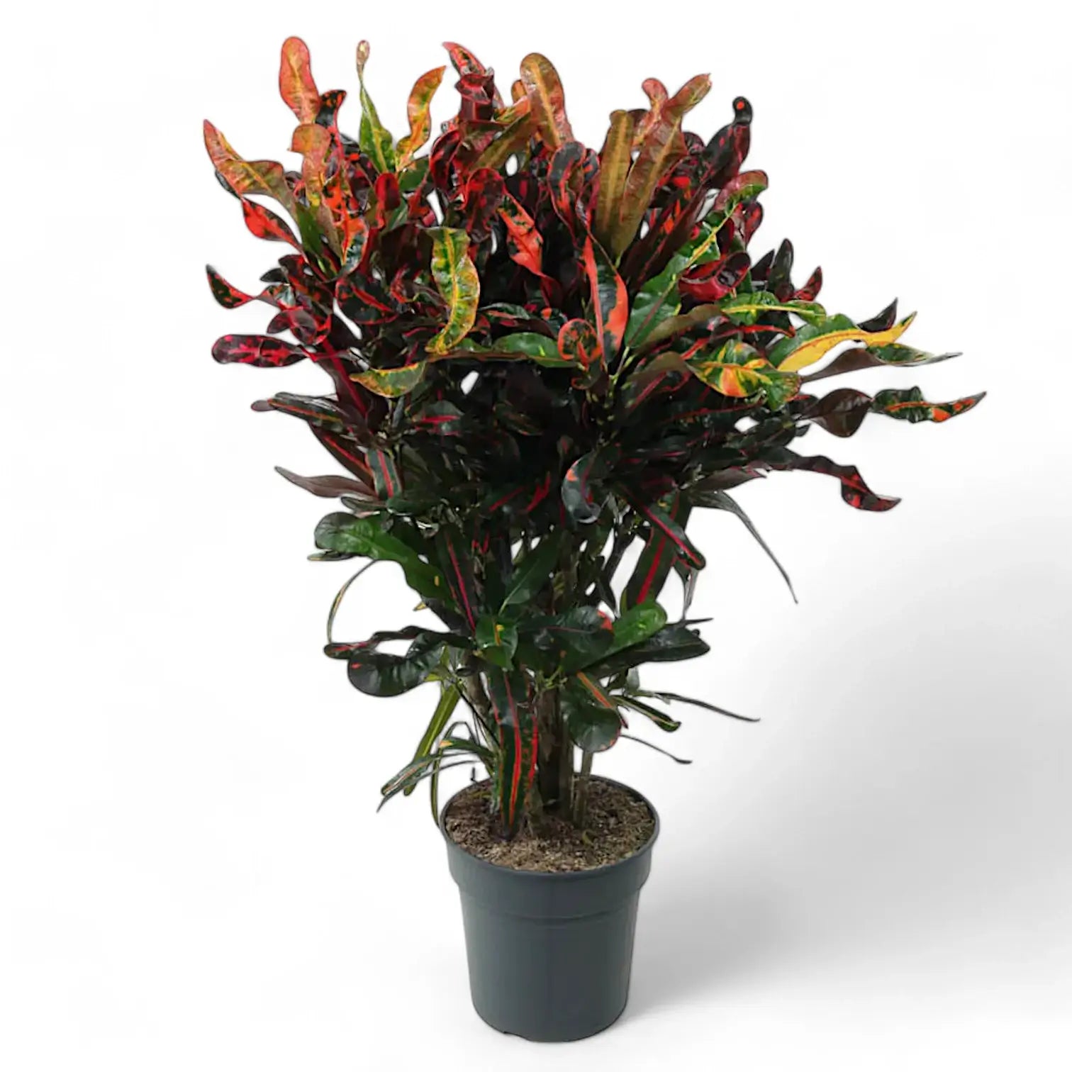 Codiaeum variegatum (Croton) 'Mammi' potted houseplant in nursery pot on white background, product photo 6.