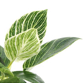 Philodendron 'Birkin' (auch 'White wave', 'White Measure') – Zimmerpflanze im Kulturtopf auf weißem Hintergrund, Produktfoto 11.