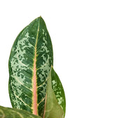 Aglaonema 'Orange Flame' leaf close-up on white background.