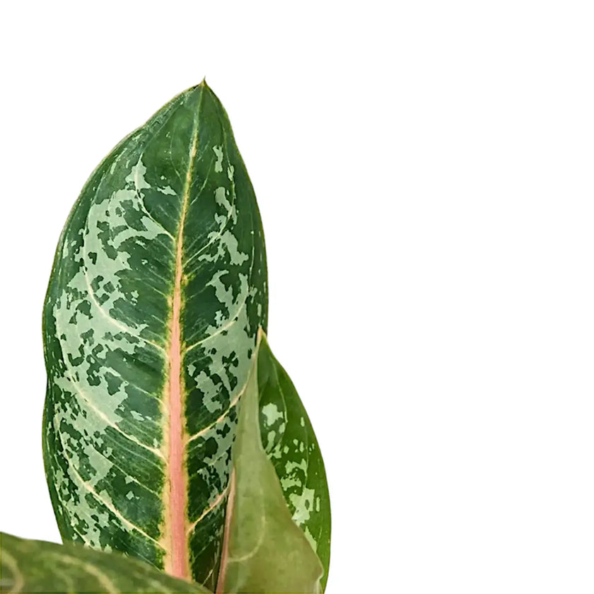 Aglaonema 'Orange Flame' leaf close-up on white background.