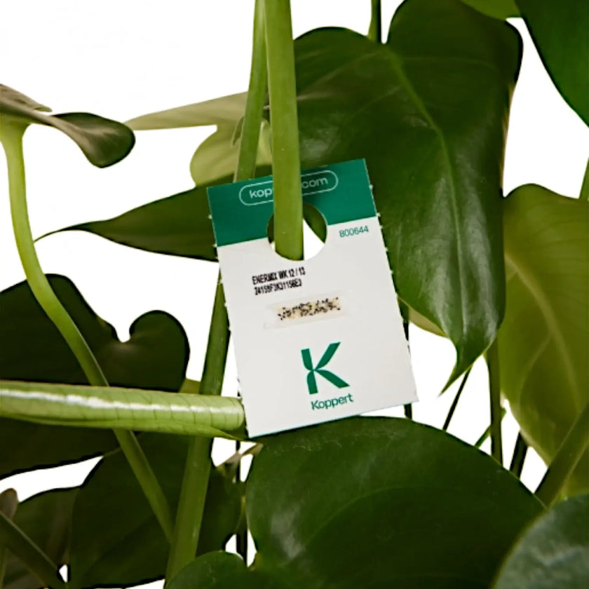 Enermix (Eretmocerus eremicus & Encarsia formosa) - against Whiteflies on white background, product photo 2.