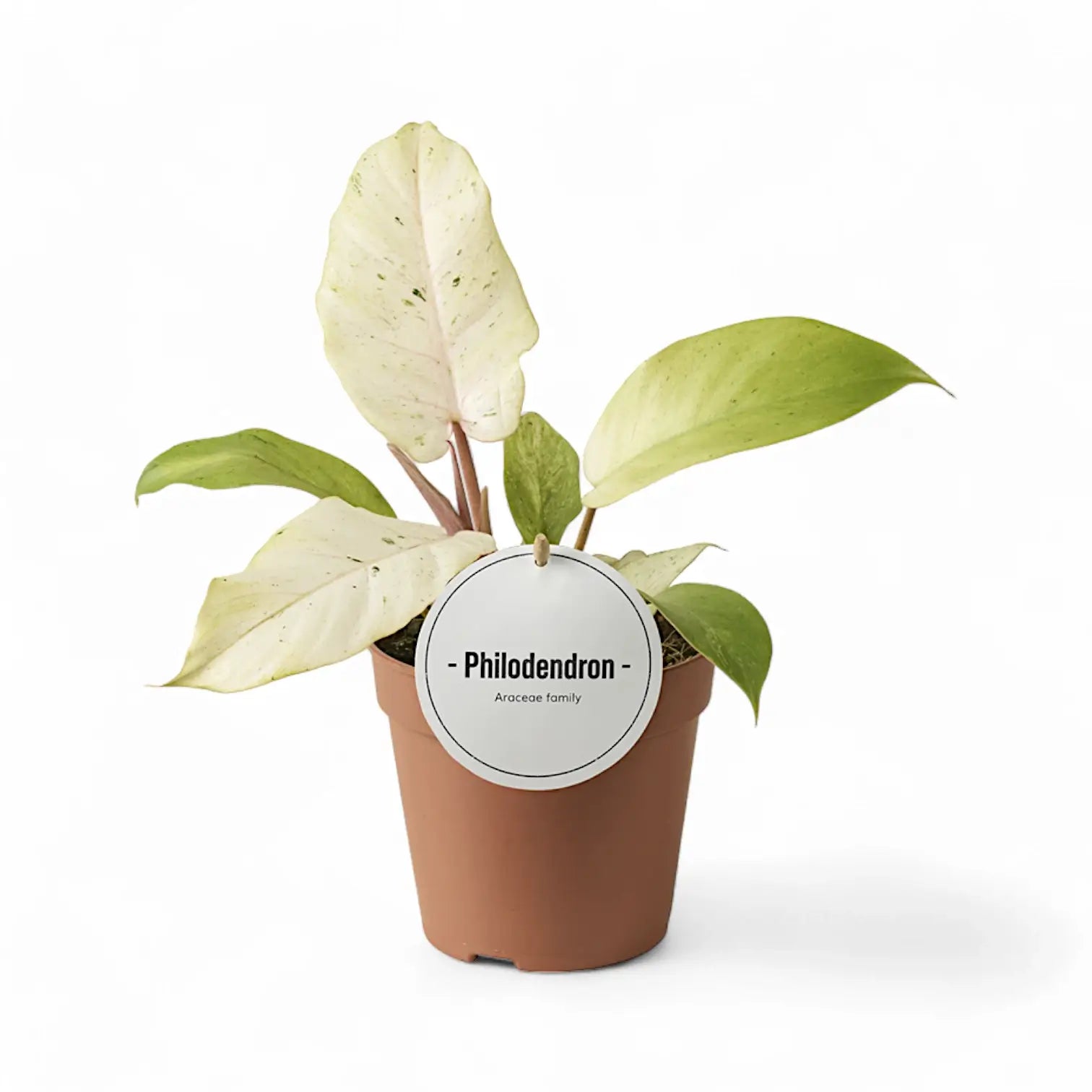 Philodendron 'Snowdrift' potted houseplant in nursery pot on white background, product photo 6.