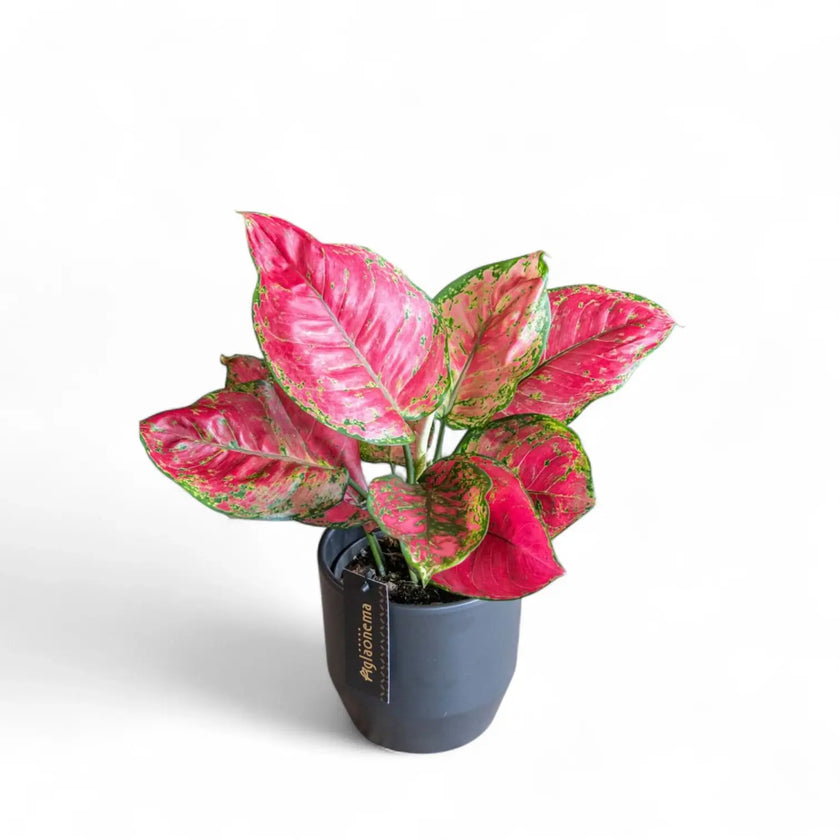 Aglaonema 'Red Joy' potted houseplant in nursery pot on white background, product photo 2.