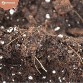 Hoya Potting Mix on white background, product photo 5.