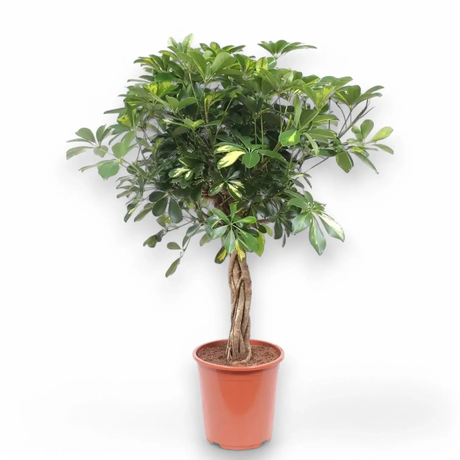 Heptapleurum (Schefflera) arboricola 'Gold Capella' – Zimmerpflanze im Kulturtopf auf weißem Hintergrund, Produktfoto 5.