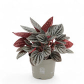 Peperomia caperata 'Caracas' potted houseplant in nursery pot on white background, product photo 3.