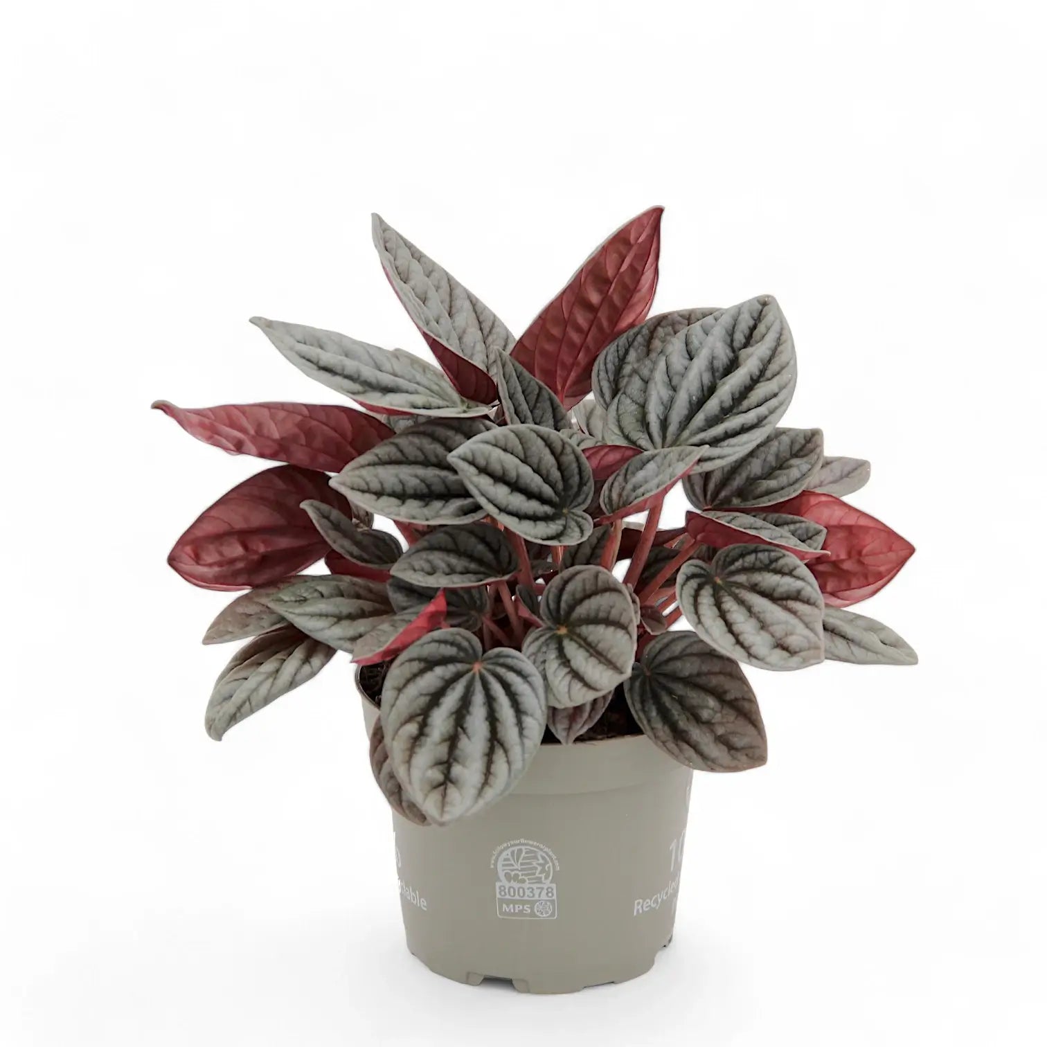 Peperomia caperata 'Caracas' potted houseplant in nursery pot on white background, product photo 3.