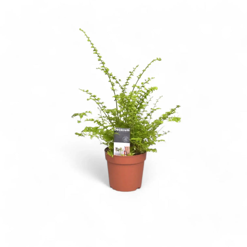 Nephrolepis exaltata 'Green Fantasy' potted houseplant in nursery pot on white background, product photo 2.
