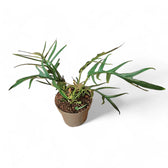 Philodendron tortum – Topfpflanze im Kulturtopf vor weißem Hintergrund, Produktfoto 7.