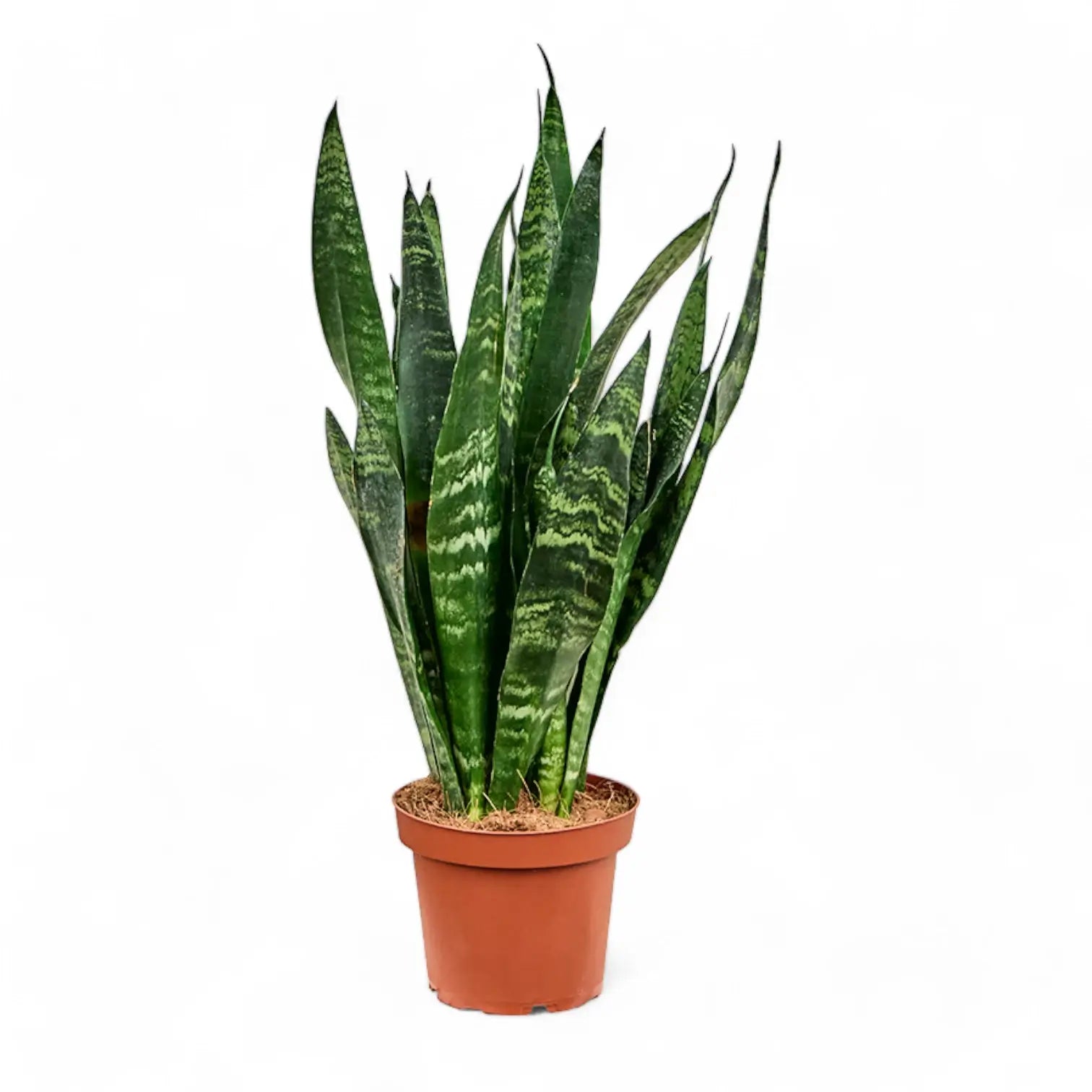 Dracaena (Sansevieria) trifasciata 'Black Coral' potted houseplant in nursery pot on white background, product photo 6.