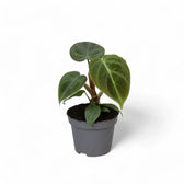 Philodendron 'El Choco red' (Philodendron rubrijuvenile) – Zimmerpflanze im Kulturtopf auf weißem Hintergrund, Produktfoto 7.