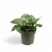 Philodendron 'Birkin' (auch 'White wave', 'White Measure') – Zimmerpflanze im Kulturtopf auf weißem Hintergrund, Produktfoto 8.