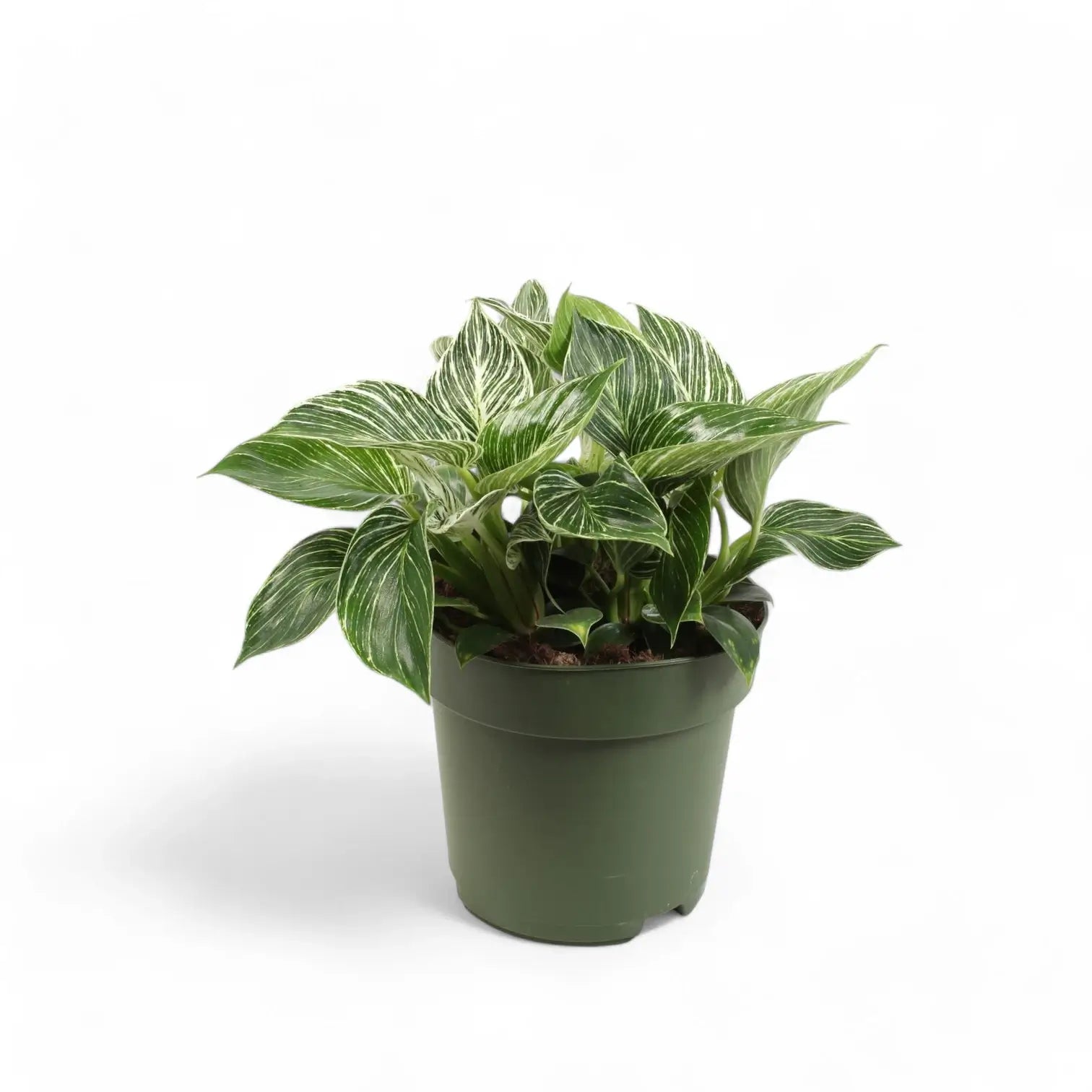 Philodendron 'Birkin' (auch 'White wave', 'White Measure') – Zimmerpflanze im Kulturtopf auf weißem Hintergrund, Produktfoto 8.