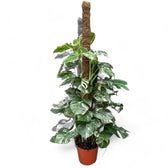 Monstera deliciosa Albo Variegata potted houseplant in nursery pot on white background, product photo 5.