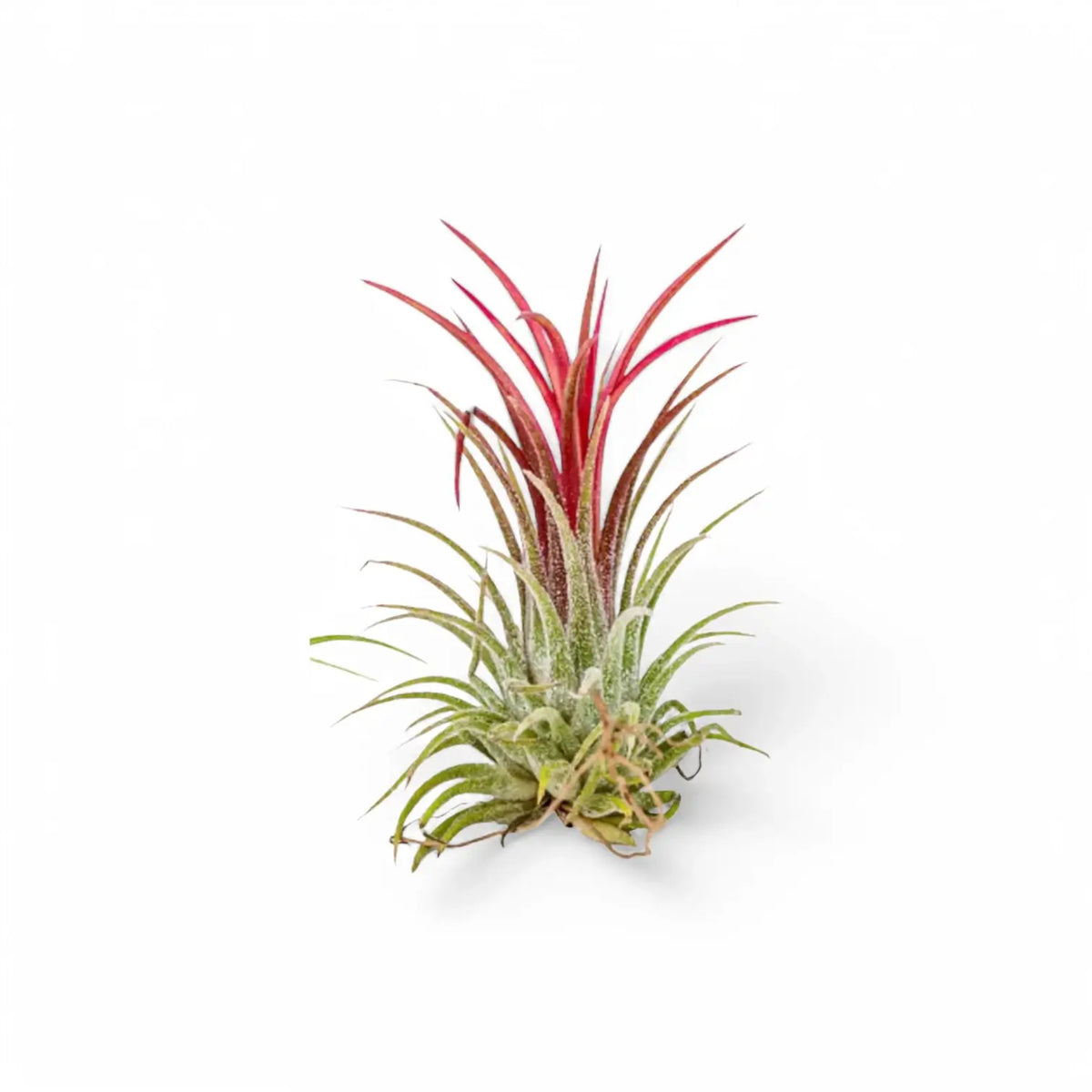 3 x Tillandsia Air Plants in Glass potted houseplant in nursery pot on white background, product photo 3.