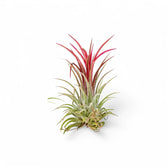 3 x Tillandsia Air Plants in Glass potted houseplant in nursery pot on white background, product photo 3.