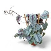 Cissus discolor 'Violet Vine' – Zimmerpflanze im Kulturtopf auf weißem Hintergrund, Produktfoto 3.
