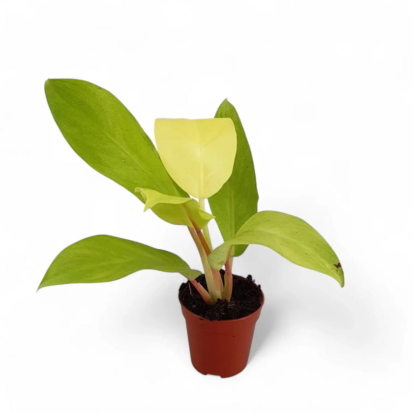 Philodendron 'Malay Gold' potted houseplant in nursery pot on white background, product photo 2.