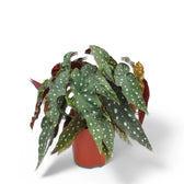 Begonia maculata 'Polka dot' – Zimmerpflanze im Kulturtopf auf weißem Hintergrund, Produktfoto 12.