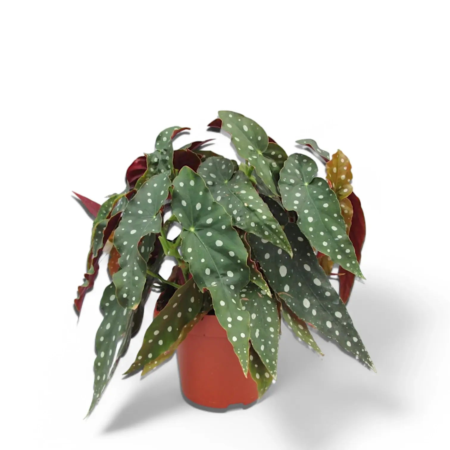 Begonia maculata 'Polka dot' – Zimmerpflanze im Kulturtopf auf weißem Hintergrund, Produktfoto 12.