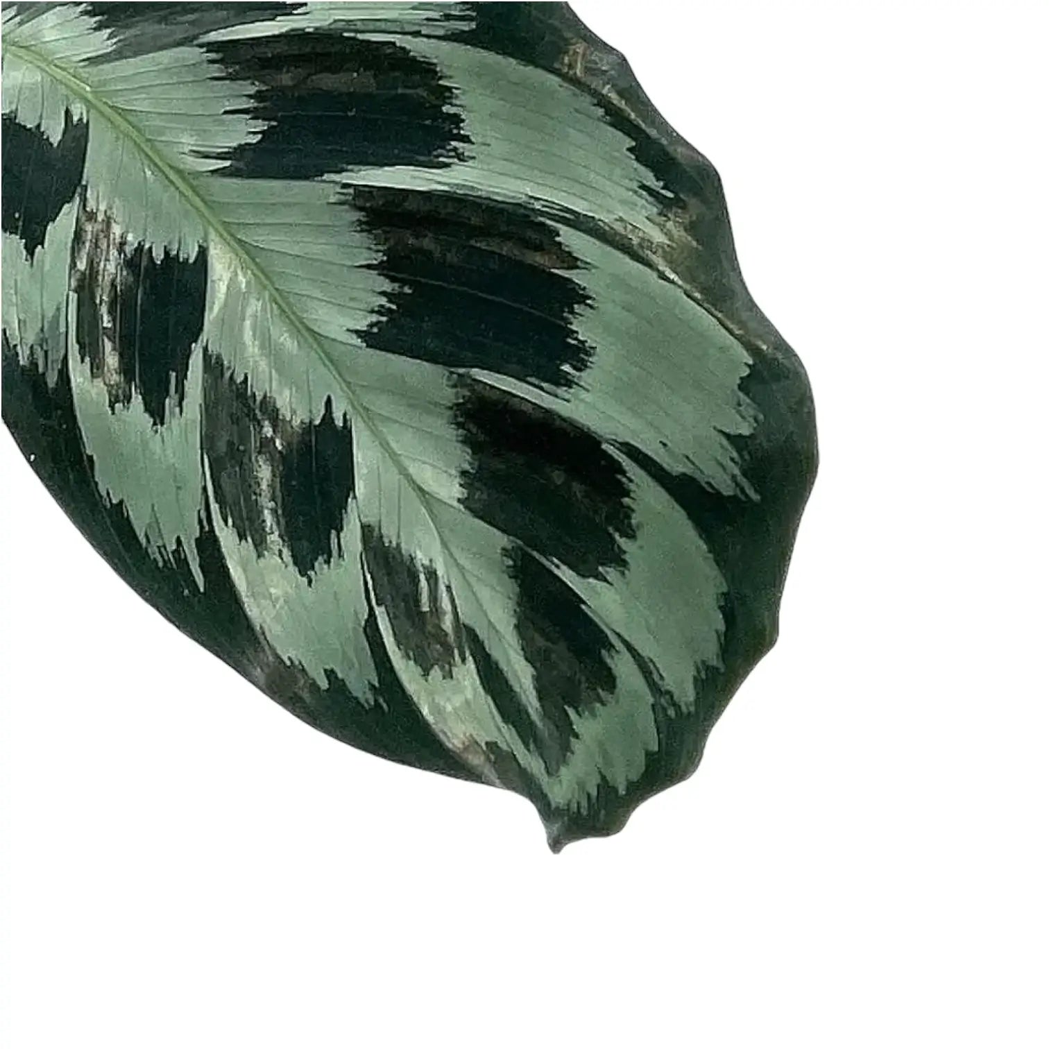 Goeppertia (Calathea) dressleri 'Helen Kennedy' – Topfpflanze im Kulturtopf vor weißem Hintergrund, Produktfoto 3.