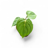 Philodendron 'Dean McDowell' (gloriosum x pastazanum) potted houseplant in nursery pot on white background, product photo 3.