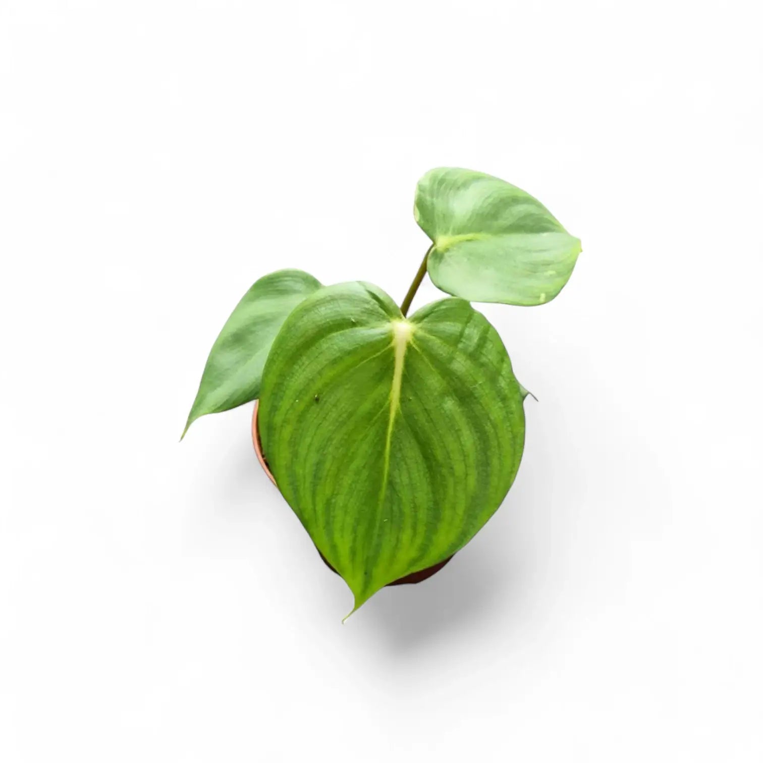 Philodendron 'Dean McDowell' (gloriosum x pastazanum) potted houseplant in nursery pot on white background, product photo 3.