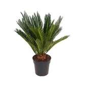 Cycas revoluta – Topfpflanze im Kulturtopf vor weißem Hintergrund, Produktfoto 10.