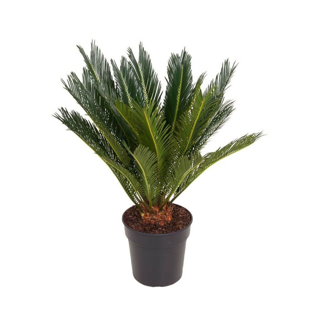 Cycas revoluta – Topfpflanze im Kulturtopf vor weißem Hintergrund, Produktfoto 10.