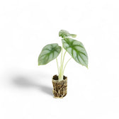 Alocasia baginda 'Silver dragon' potted houseplant in nursery pot on white background, product photo 7.