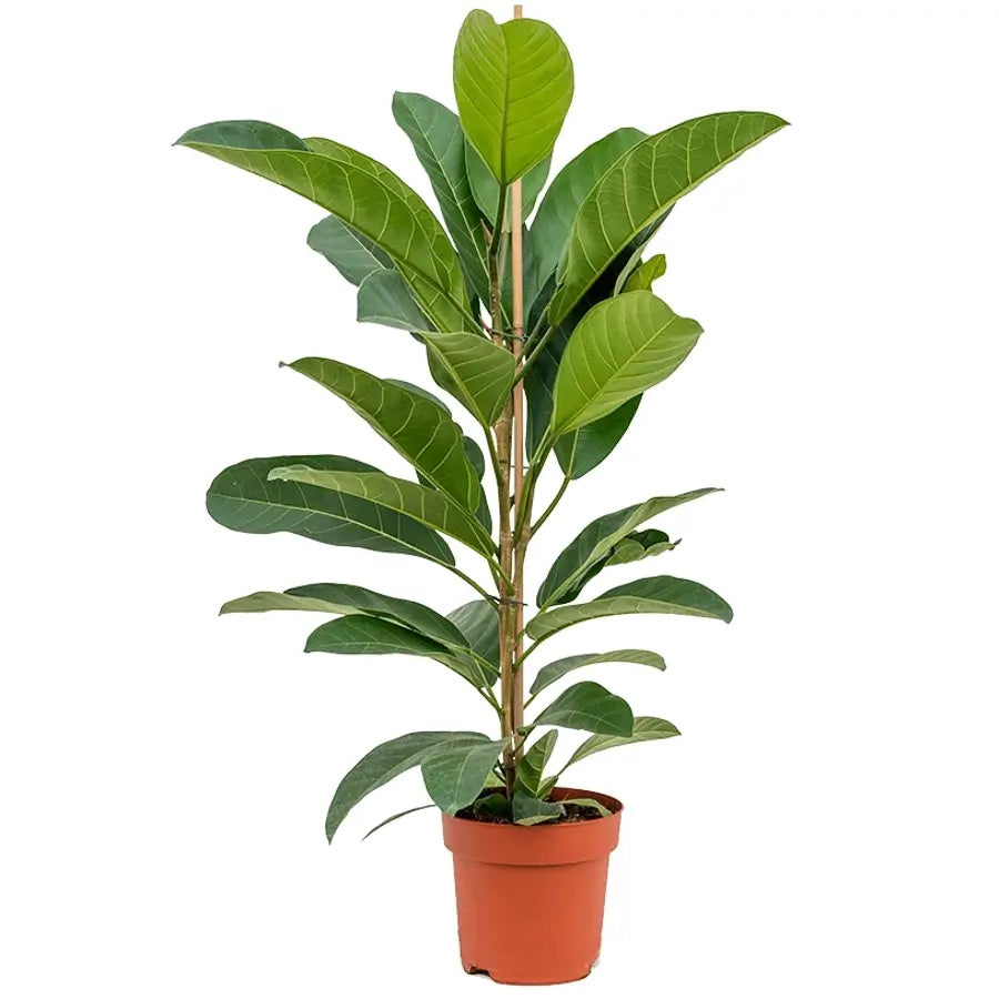 Ficus benghalensis 'Roy' – Topfpflanze im Kulturtopf vor weißem Hintergrund, Produktfoto 2.