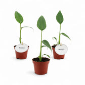 Monstera 'Burle Marx's Flame' potted houseplant in nursery pot on white background, product photo 7.