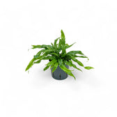 Lecanopteris pustulata – Zimmerpflanze im Kulturtopf auf weißem Hintergrund, Produktfoto 3.