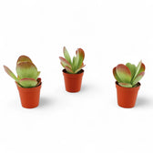 Kalanchoe thyrsiflora – Topfpflanze im Kulturtopf vor weißem Hintergrund, Produktfoto 5.