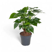 Alocasia cucullata potted houseplant in nursery pot on white background, product photo 14.