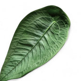 Anthurium peltigerum – Topfpflanze im Kulturtopf vor weißem Hintergrund, Produktfoto 7.