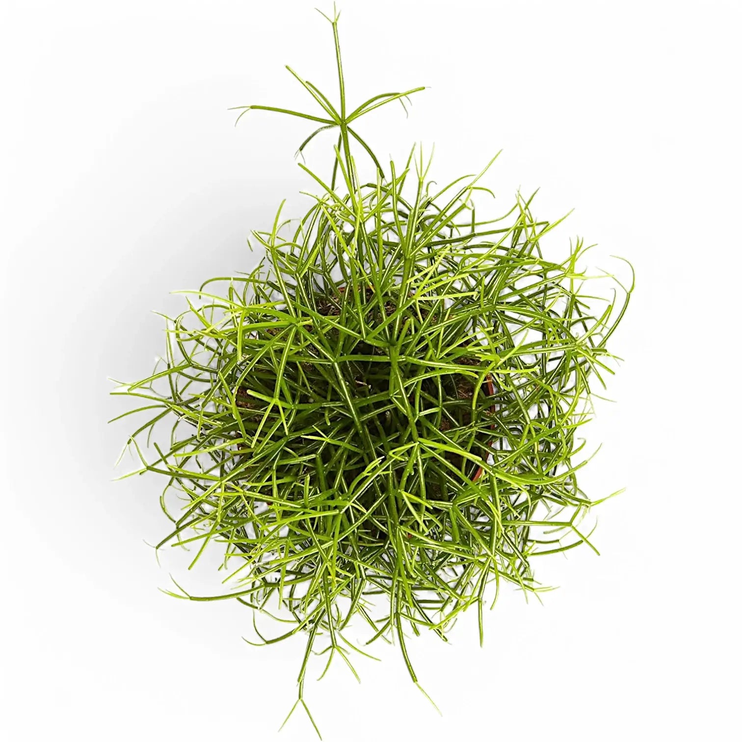 Rhipsalis cereuscula 'Cashero' potted houseplant in nursery pot on white background, product photo 4.
