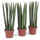 Dracaena angolensis (Sansevieria cylindrica) potted houseplant in nursery pot on white background, product photo 5.