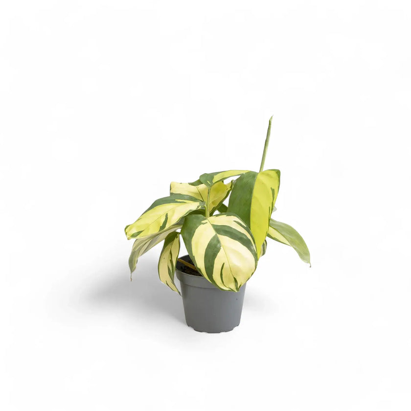 Ctenanthe lubbersiana 'Golden Mosaic' potted houseplant in nursery pot on white background, product photo 3.
