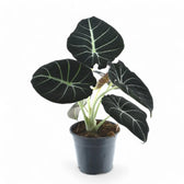 Alocasia reginula 'Black velvet' potted houseplant in nursery pot on white background, product photo 4.