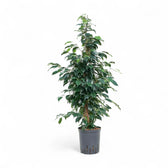 Ficus benjamina 'Danielle' potted houseplant in nursery pot on white background, product photo 3.