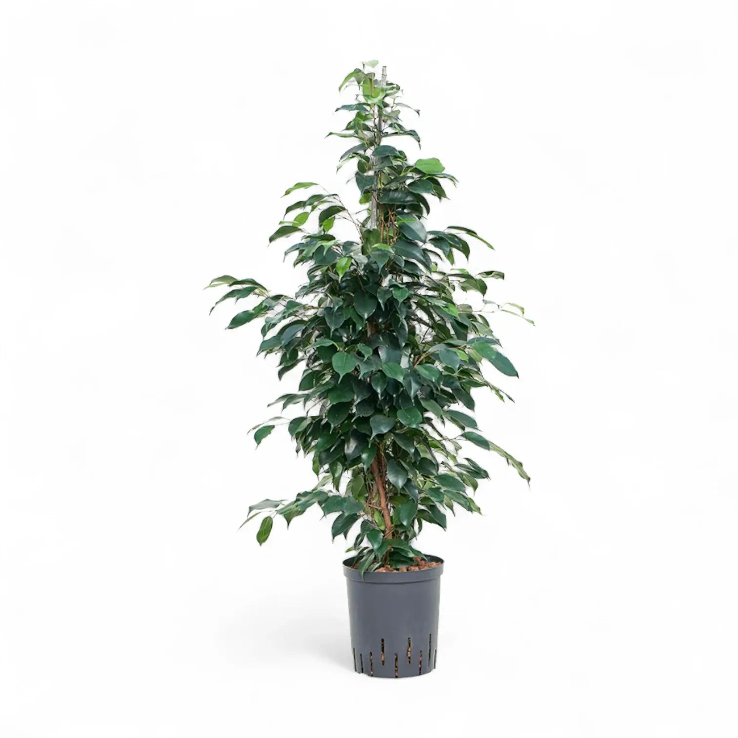 Ficus benjamina 'Danielle' potted houseplant in nursery pot on white background, product photo 3.