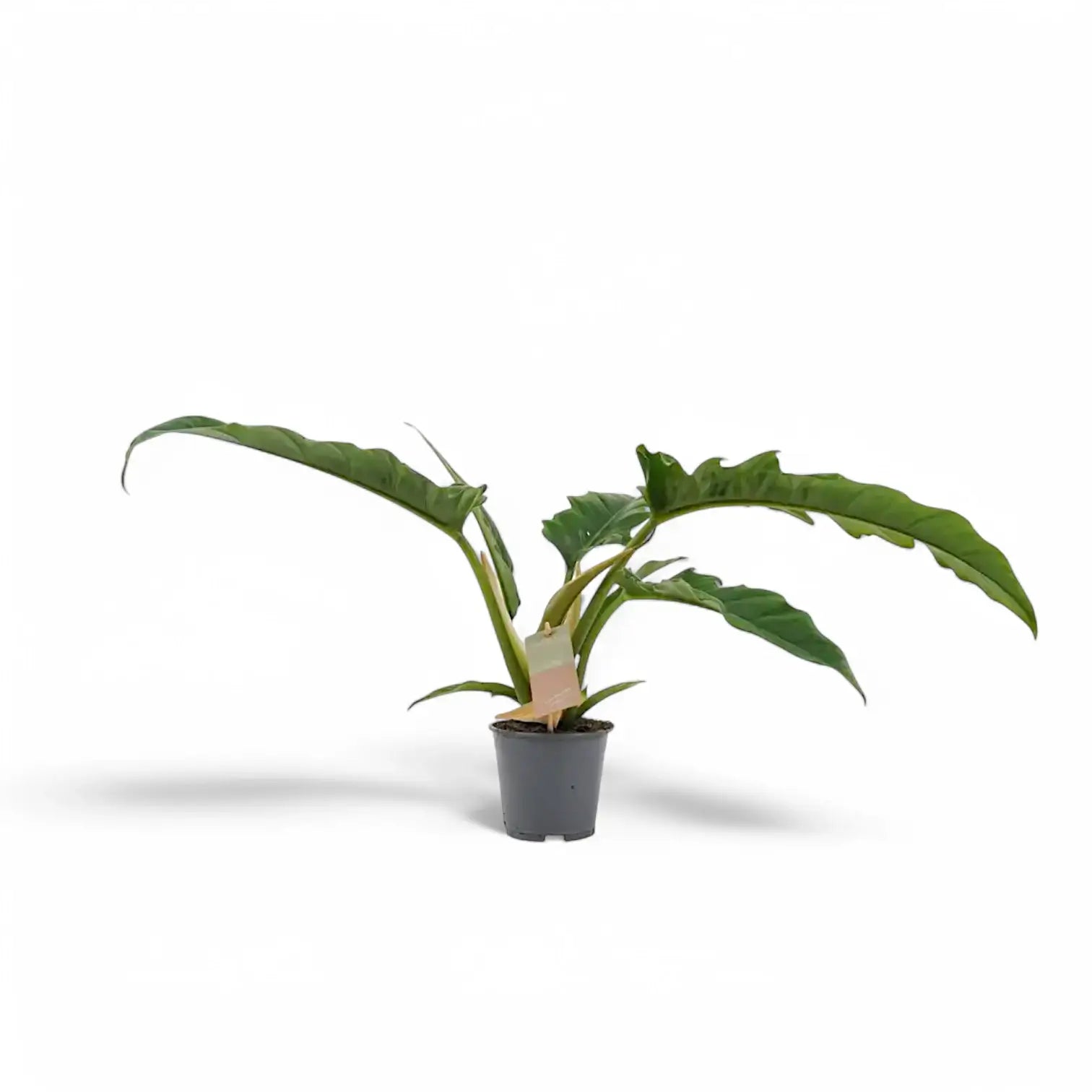 Philodendron 'Narrow' ('Tiger Tooth', 'Jungle boogie') potted houseplant in nursery pot on white background, product photo 4.