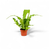 Microsorum musifolium 'Crocodyllus' – Zimmerpflanze im Kulturtopf auf weißem Hintergrund, Produktfoto 3.