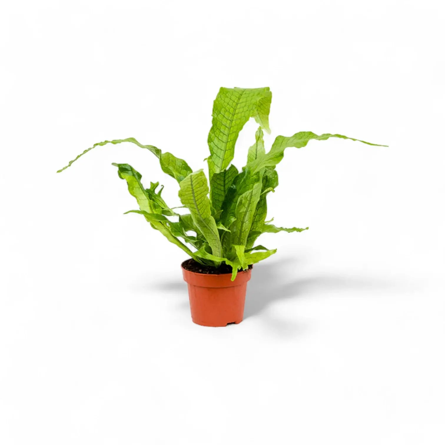 Microsorum musifolium 'Crocodyllus' – Zimmerpflanze im Kulturtopf auf weißem Hintergrund, Produktfoto 3.