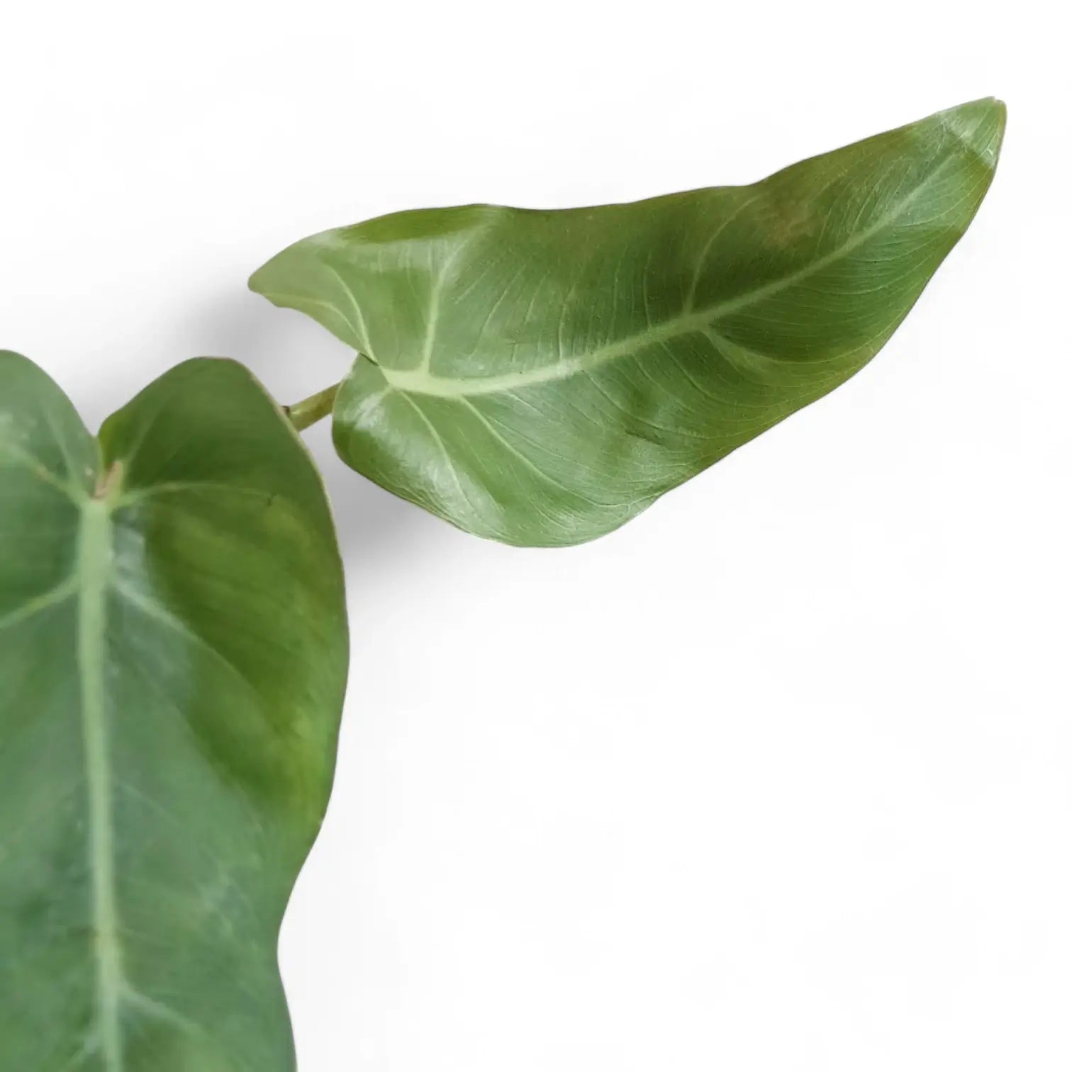 Philodendron maximum – Topfpflanze im Kulturtopf vor weißem Hintergrund, Produktfoto 6.