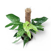 Epipremnum pinnatum variegata – Topfpflanze im Kulturtopf vor weißem Hintergrund, Produktfoto 6.