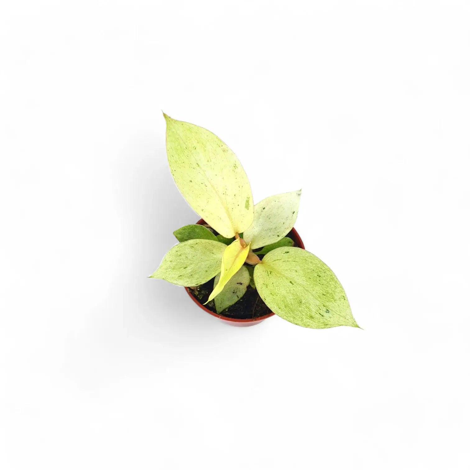 Philodendron 'Snowdrift' potted houseplant in nursery pot on white background, product photo 3.