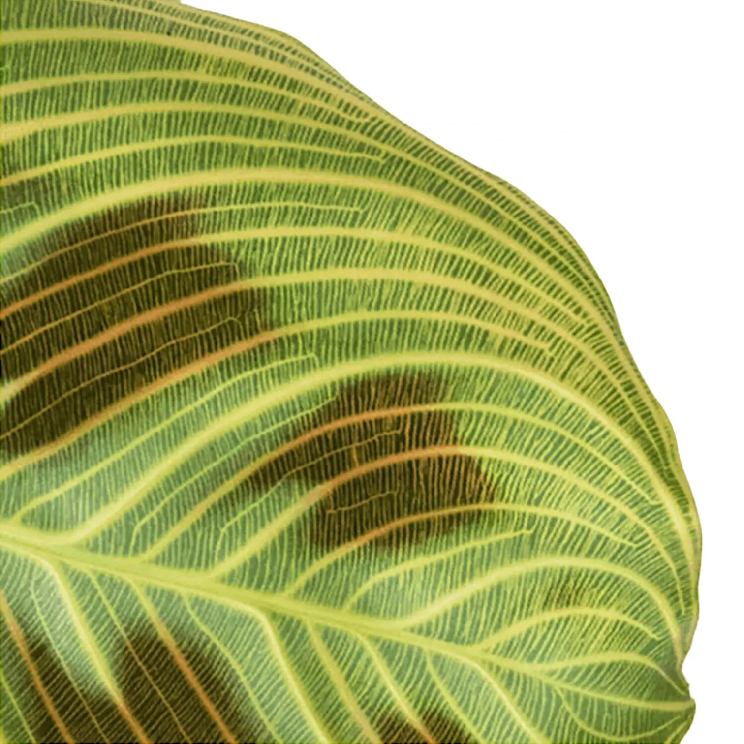 Maranta leuconeura 'Light Veins' ('Fantasy') leaf close-up on white background.